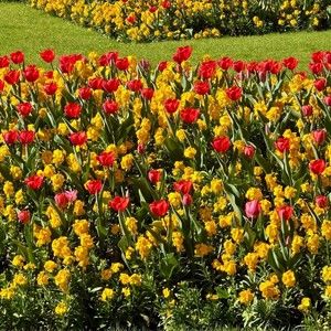 Meet your Posher, Angelo